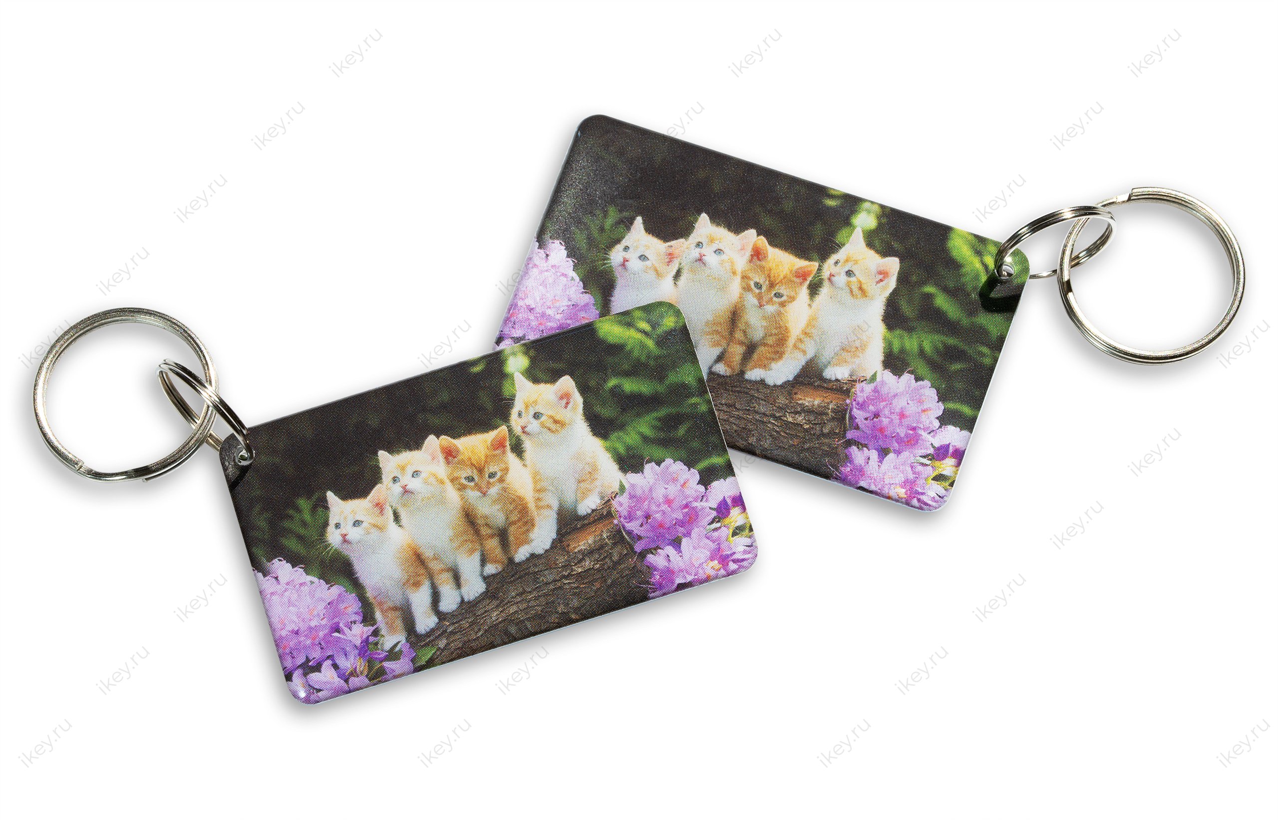 4 котенка EPOXY (MF ULtra) - 1